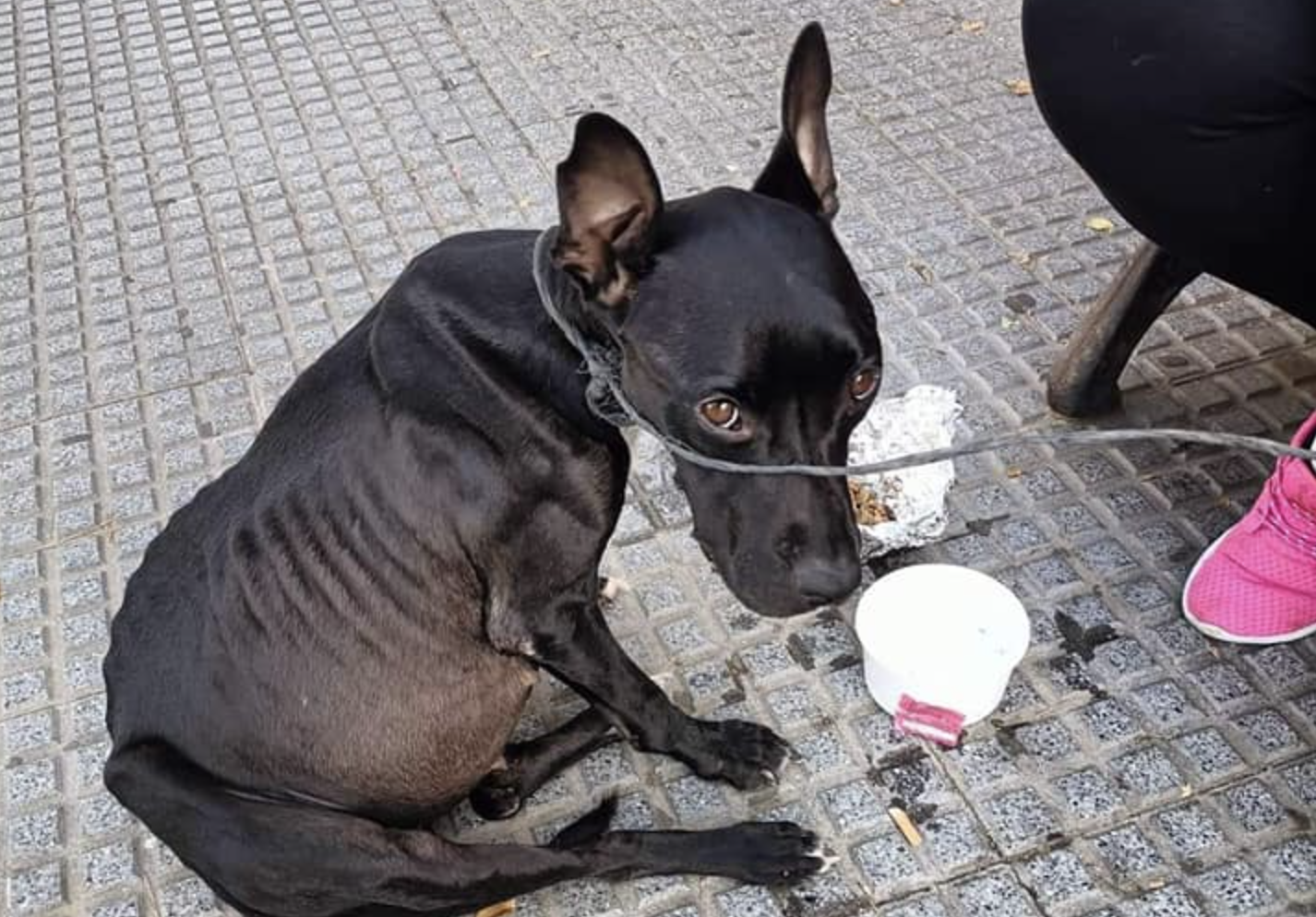 Perro en los huesos con los intestinos obstruidos encontrado en la calle, en Huelva.