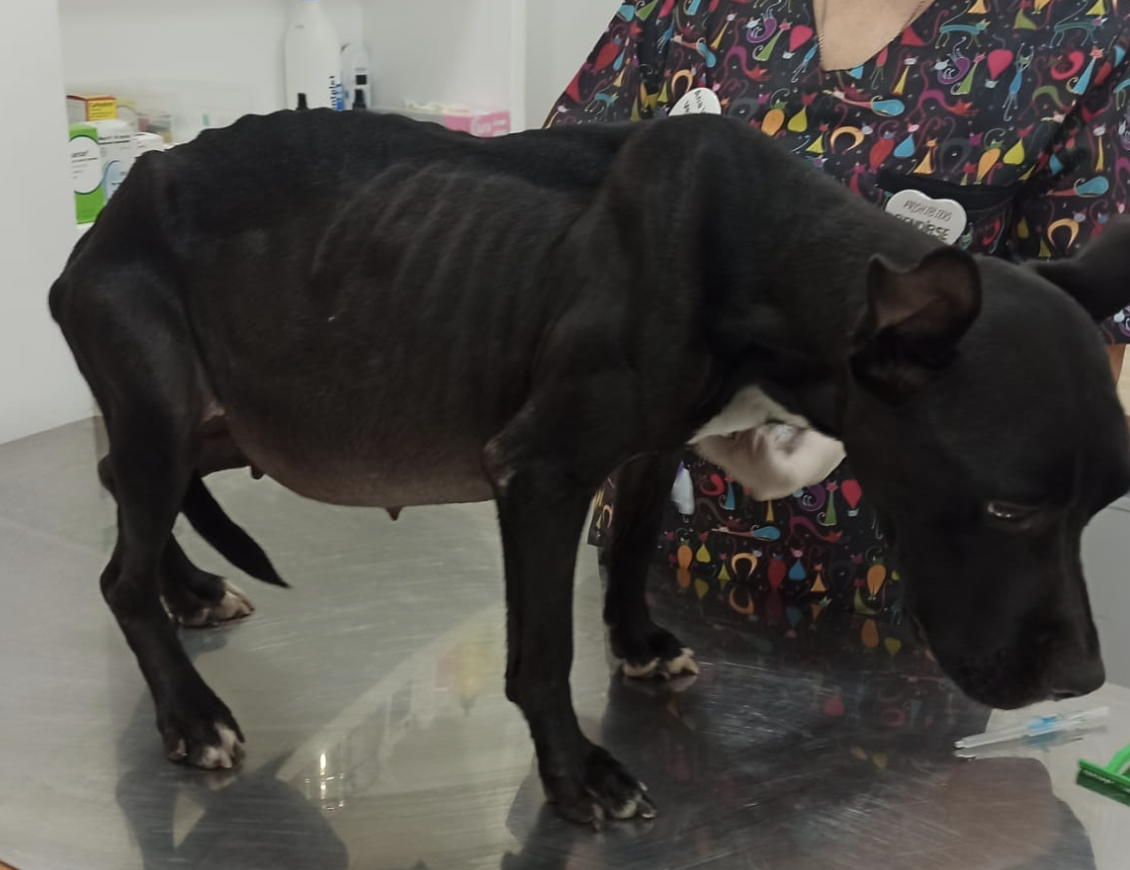 La perra en los huesos.