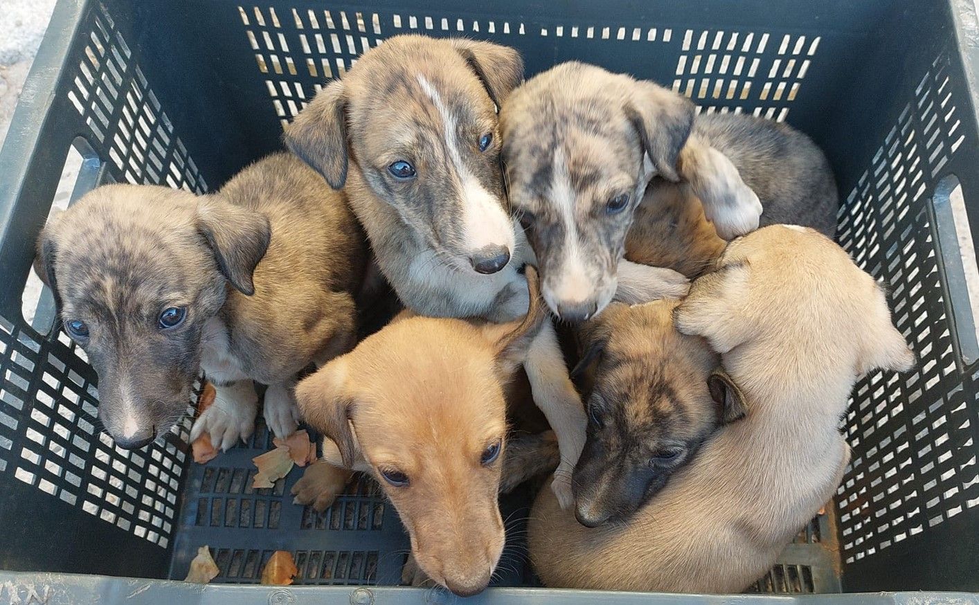 Encuentran a siete cachorros de galgos en una caja tirados como basura.  GALGOS DEL SUR