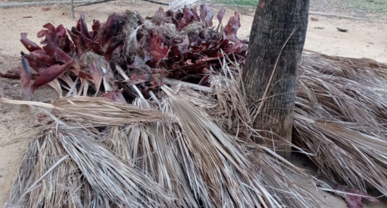 Varias ramas de una palmera han caído de golpe en un parque de Guadalcacín donde jugaban niñas y niños. 