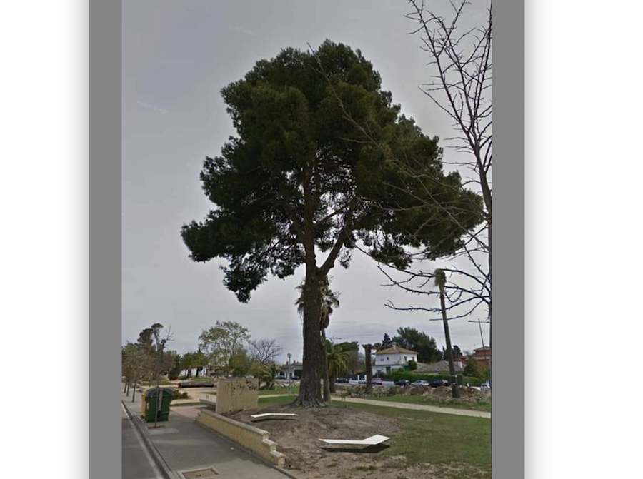 Un árbol talado en Jerez.