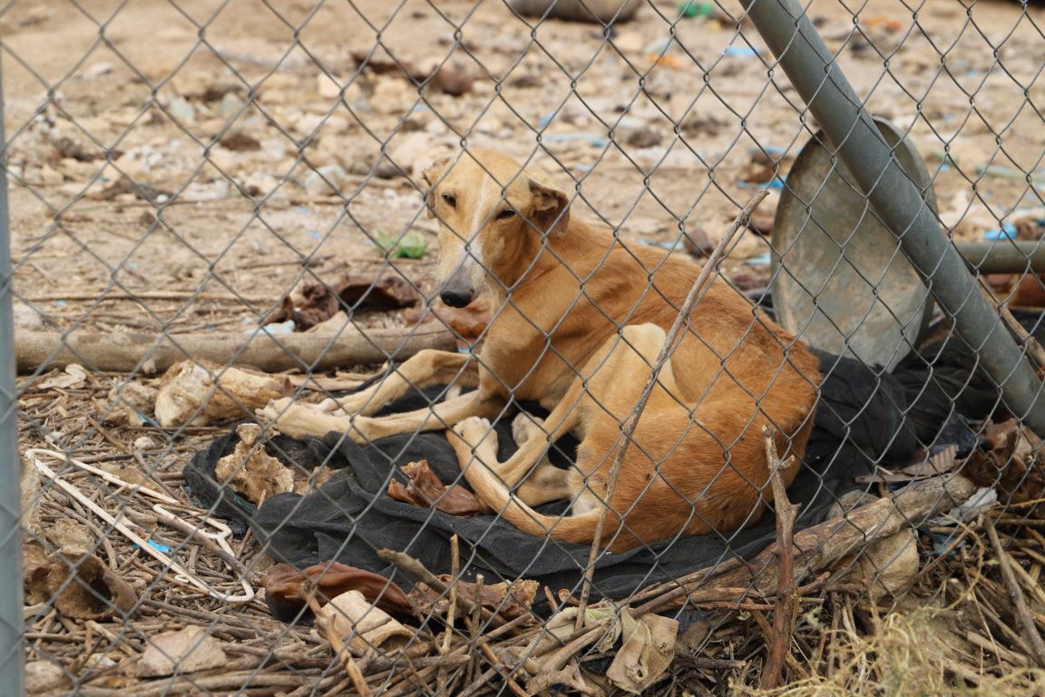 Piden pena de cárcel para los dos cazadores que maltrataron a más de 20 perros en la "finca de los horrores"