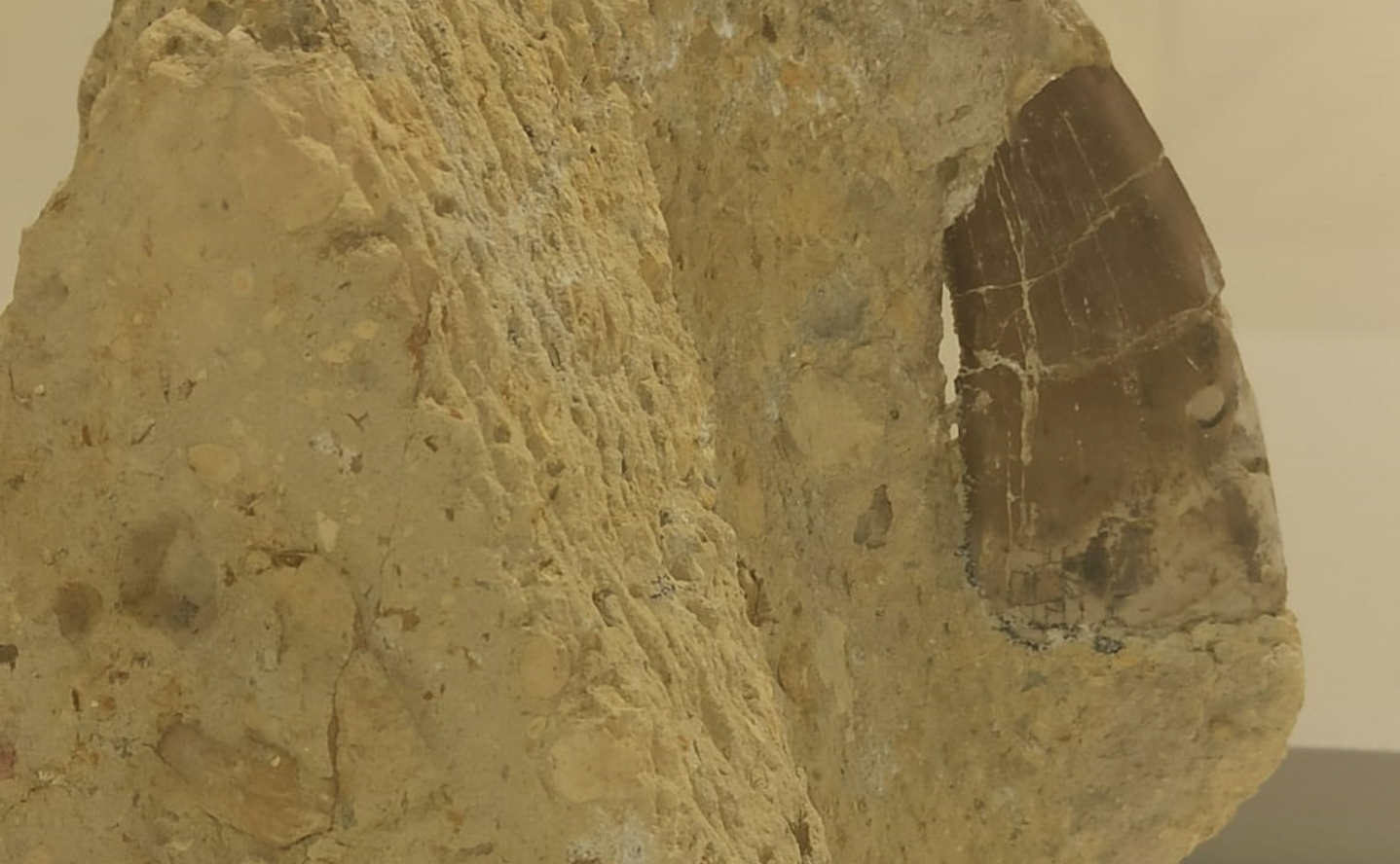 Hallan un enorme diente de dinosaurio carnívoro en España.