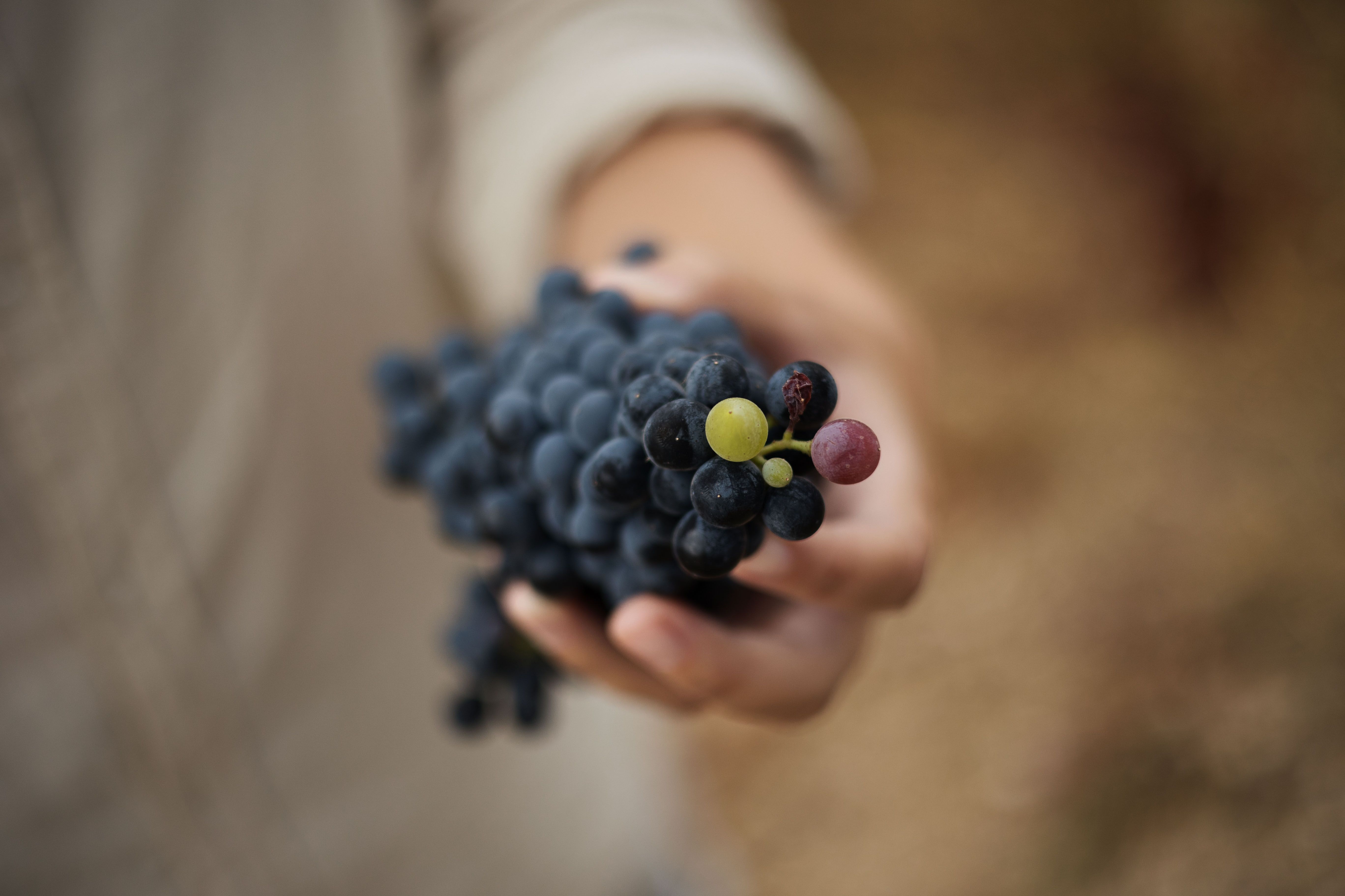 Uvas tintas en la viña de Tesalia, en Arcos, donde crían vinos de la Tierra de Cádiz.