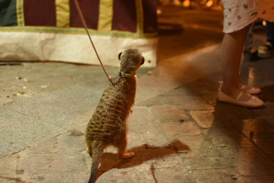 La suricata, amarrada, en el mercado medieval de Jerez. FOTO: MARÍA JIMÉNEZ.