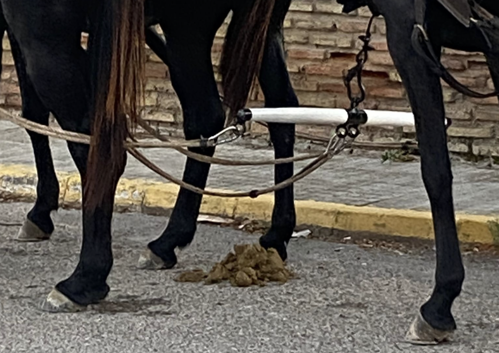 El caballo hizo sus necesidades en plena vía frente a un bar en Sanlúcar. 