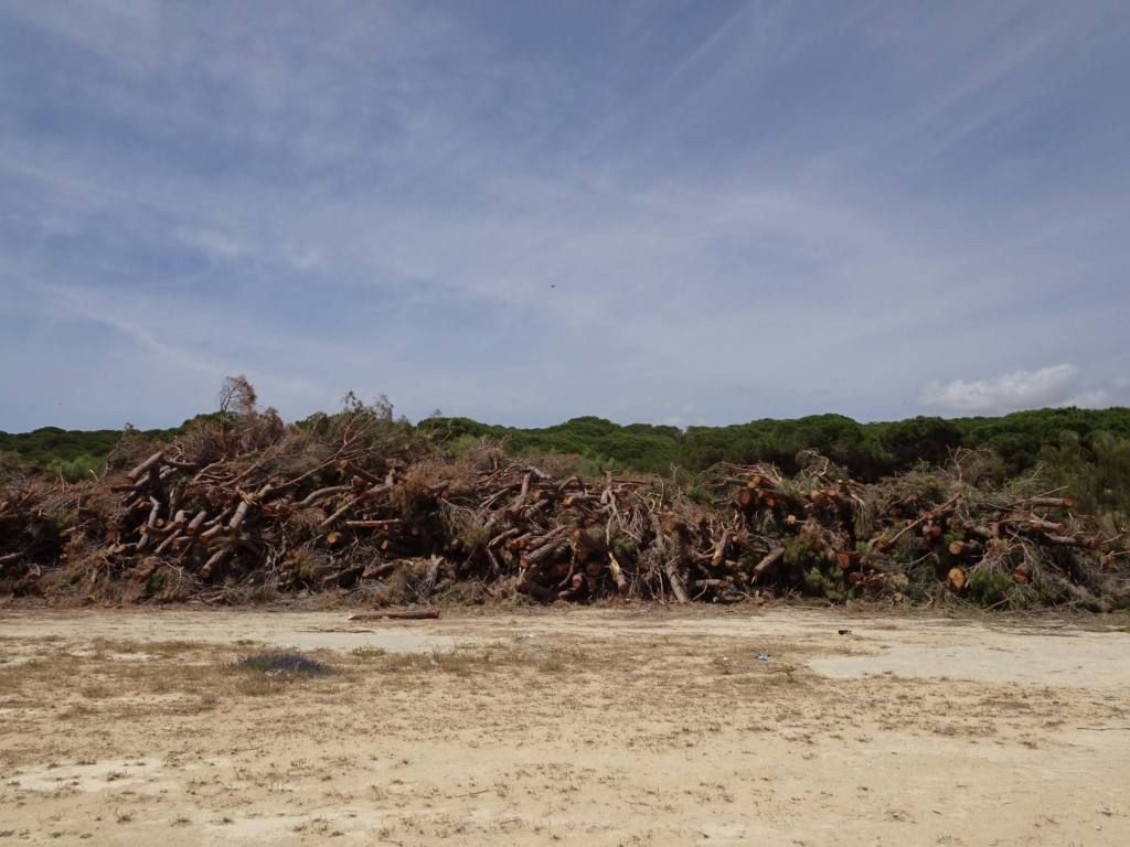 Brutal tala de pinos en Barbate. FOTO: ECOLOGISTAS