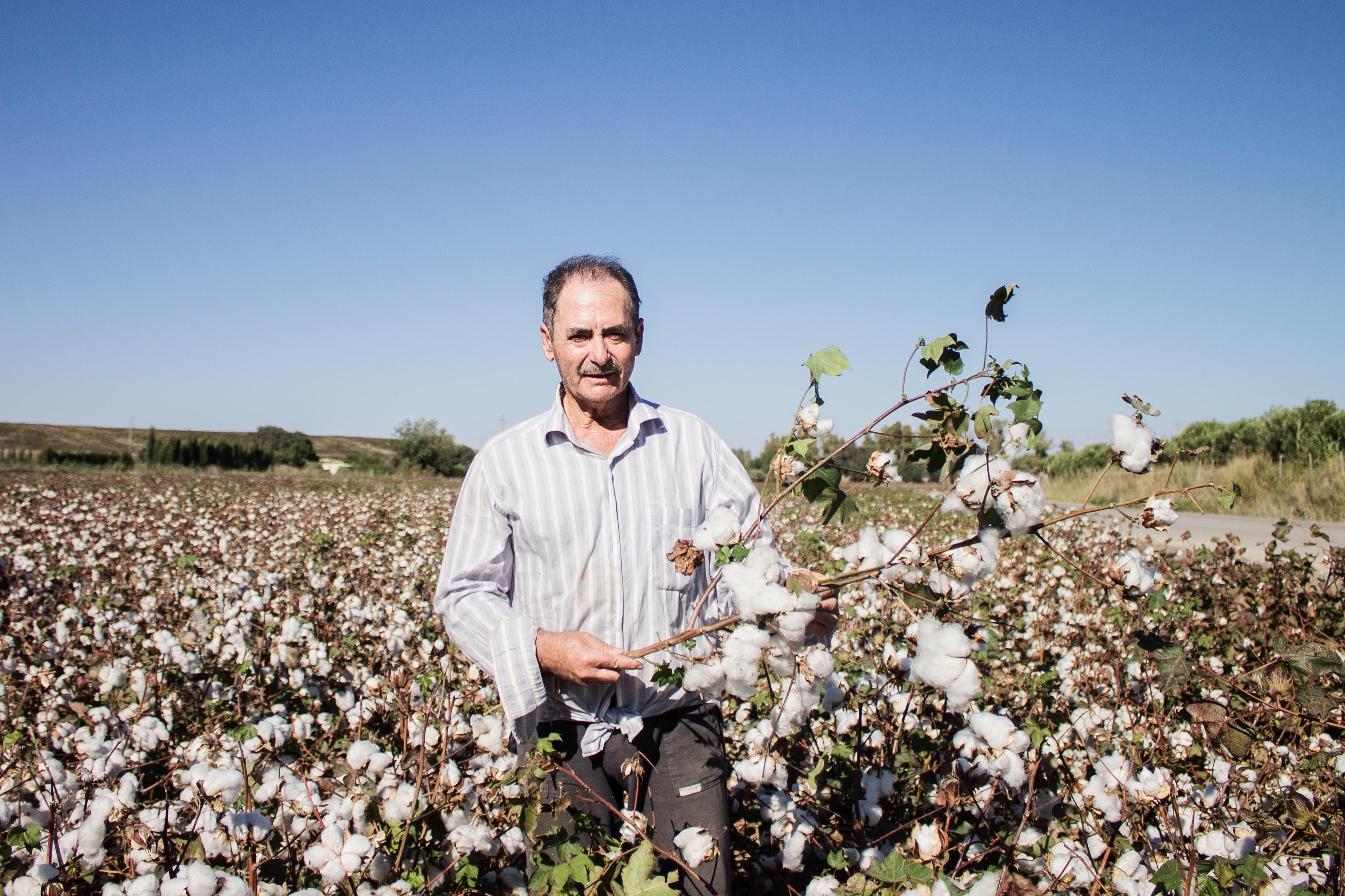 Esteban sujeta una planta de algodón cultivada en su terreno. 