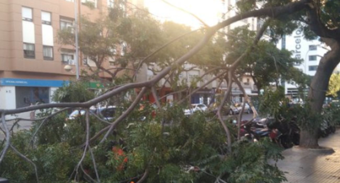 La gran rama que ha provocado un susto en Cádiz tras su caída.