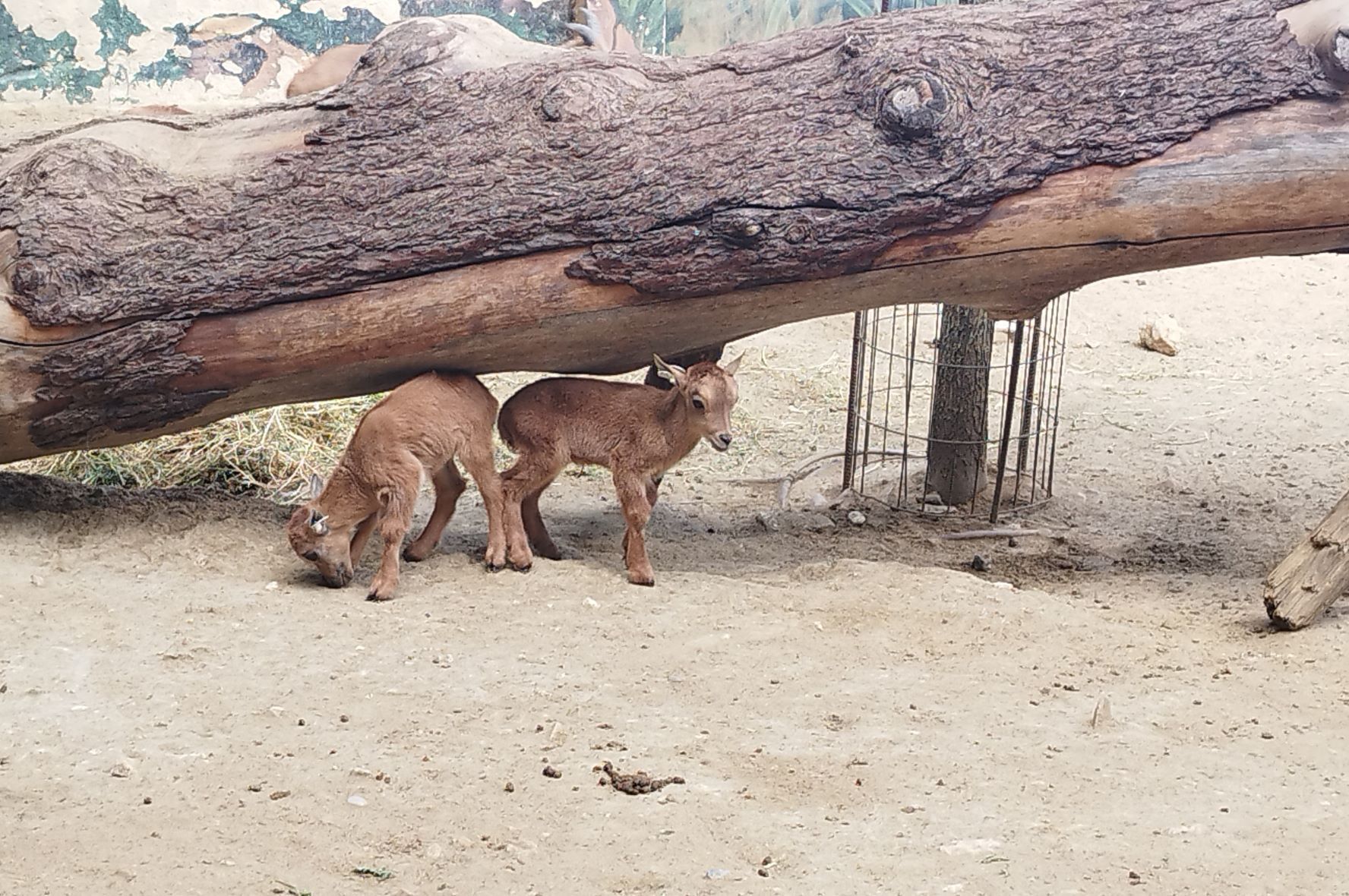 Parto gemelar de una hembra de muflón del Atlas en el Zoo de Jerez.