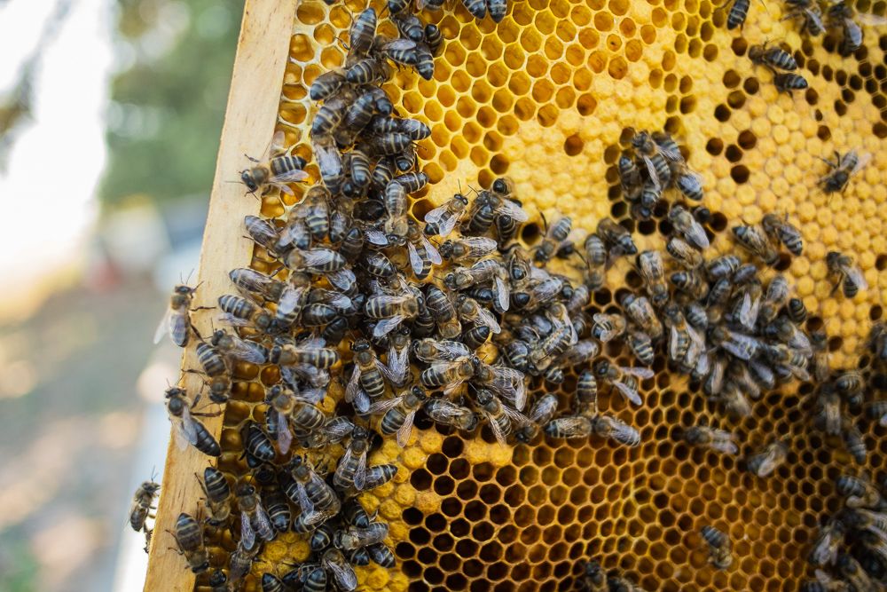 El sector de la apicultura y la miel recibirá en 2021 más de 9 millones de euros.