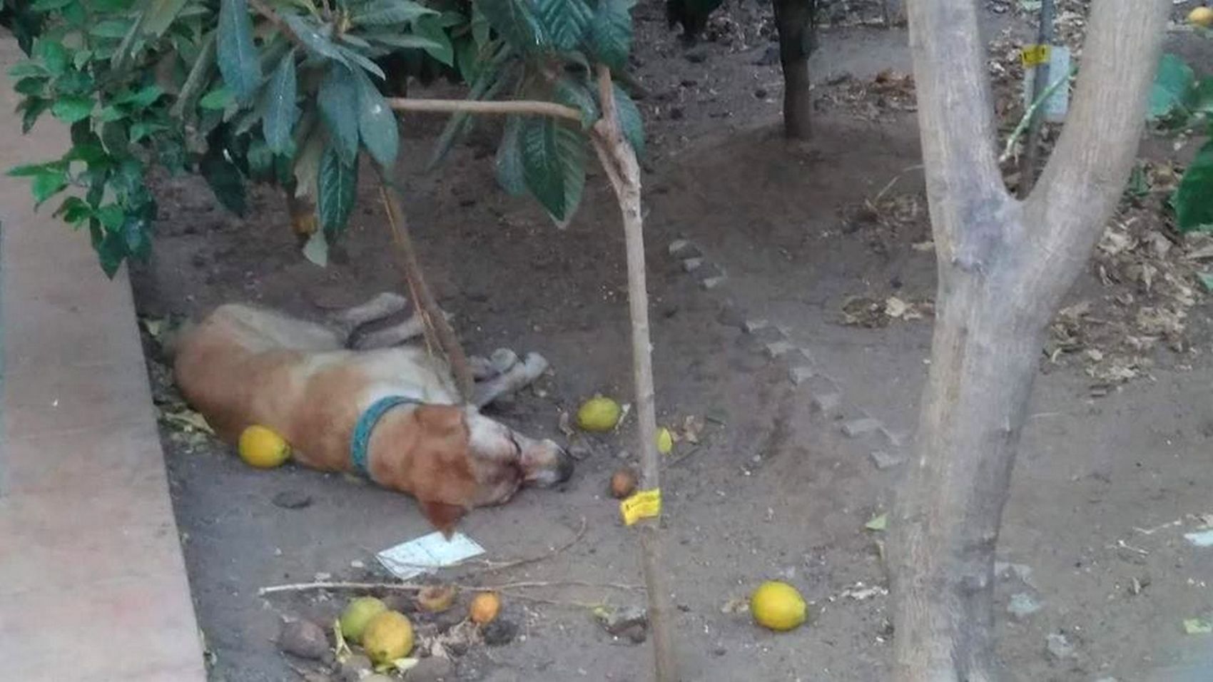 Yaco falleció el pasado mes de septiembre.