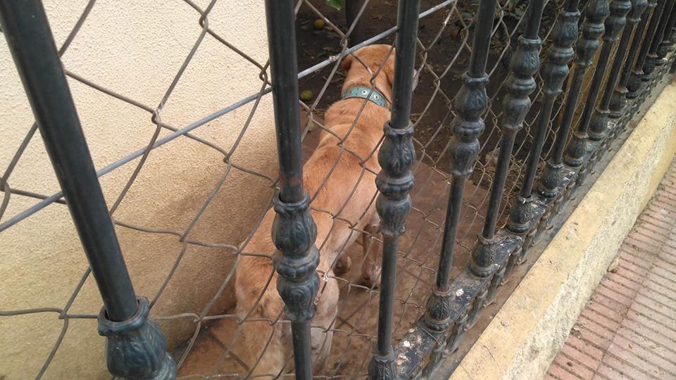  La campaña jerezana para concienciar contra el abandono animal.