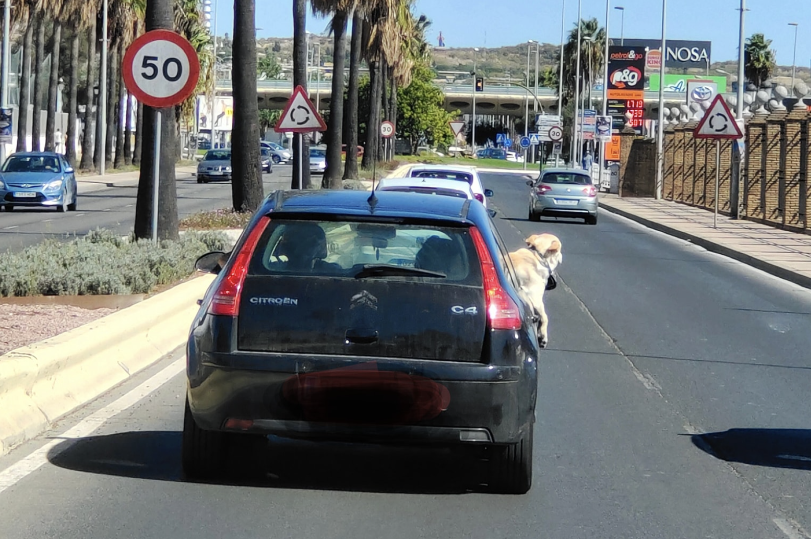 Un conductor imprudente en la carretera Nacional IV que lleva a su perro con medio cuerpo fuera de la ventanilla en El Puerto.