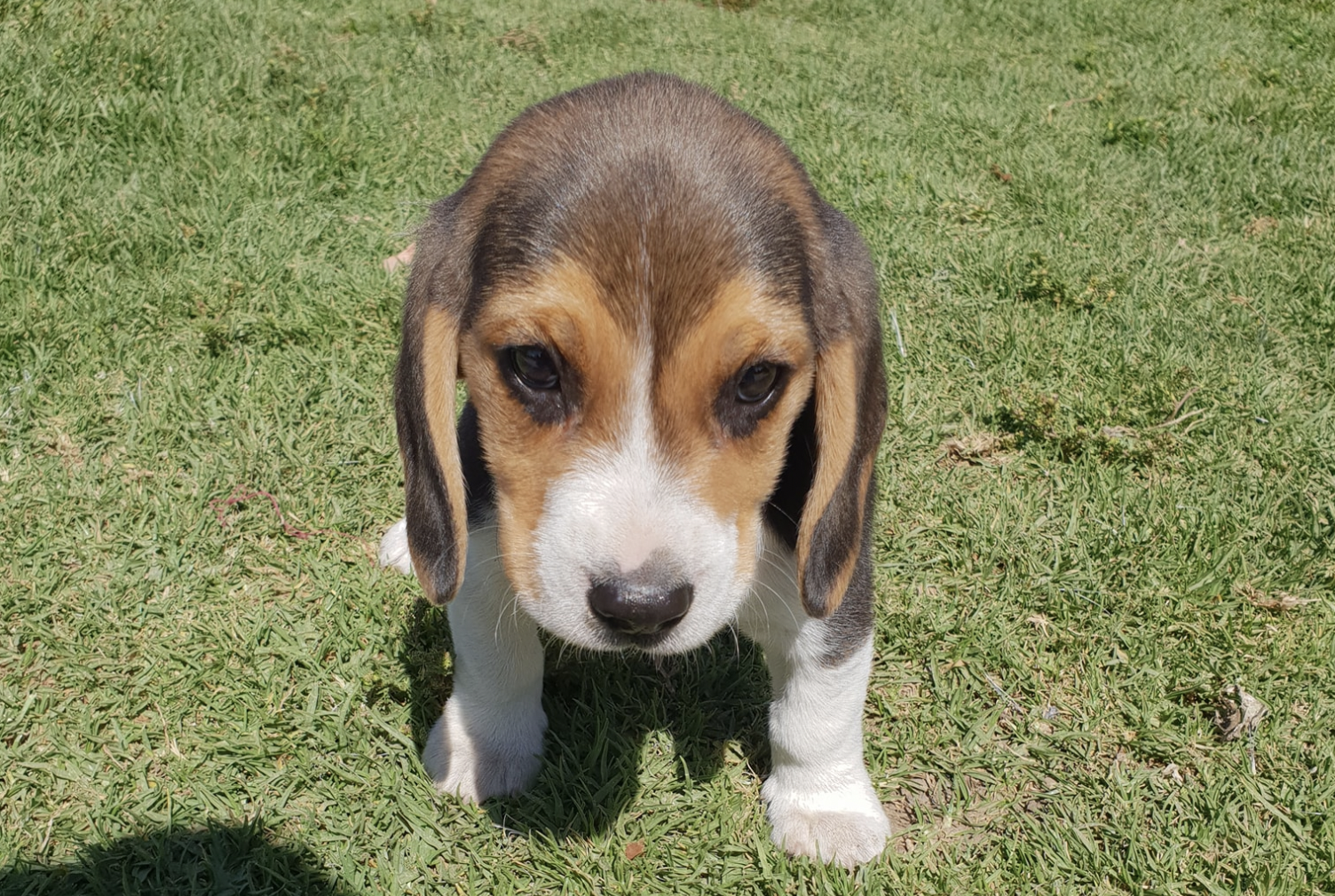 Un cachorro beagle en una imagen de archivo. FACEBOOK 