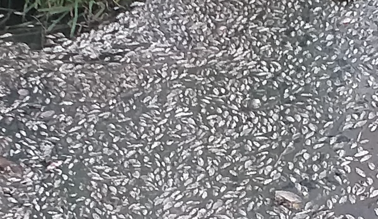 Alertan de una nueva muerte masiva de peces en el río Guadaíra.