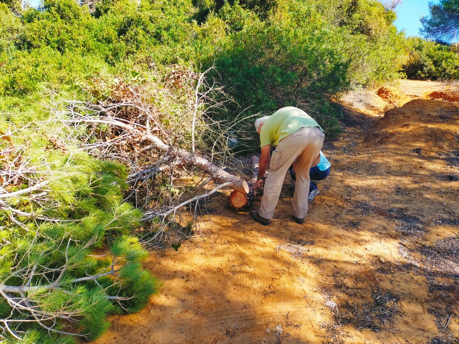 El Ayuntamiento de Puerto Real y la Junta de Andalucía han comenzado a talar pinos afectados por una especie perforadora para proteger el pinar de Las Canteras.