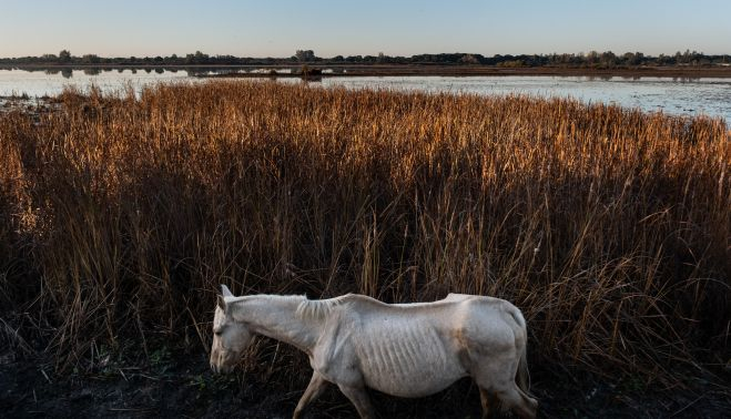 El Rocío, Hueva. GREENPEACE
