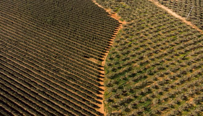 Olivar de regadío en Chucena, Huelva. GREENPEACE