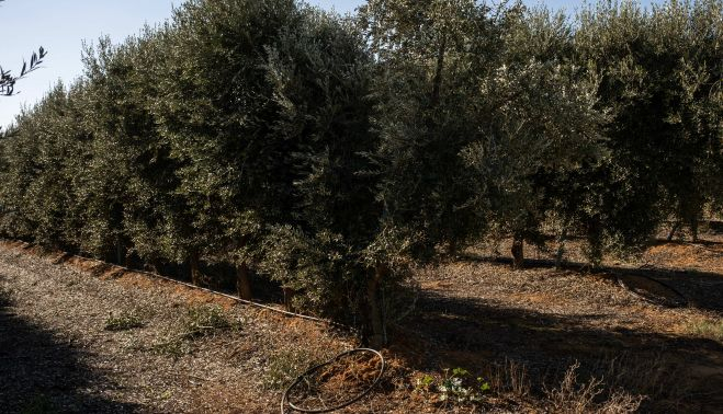 Olivar de regadío en seto en Chucena, Huelva. GREENPEACE