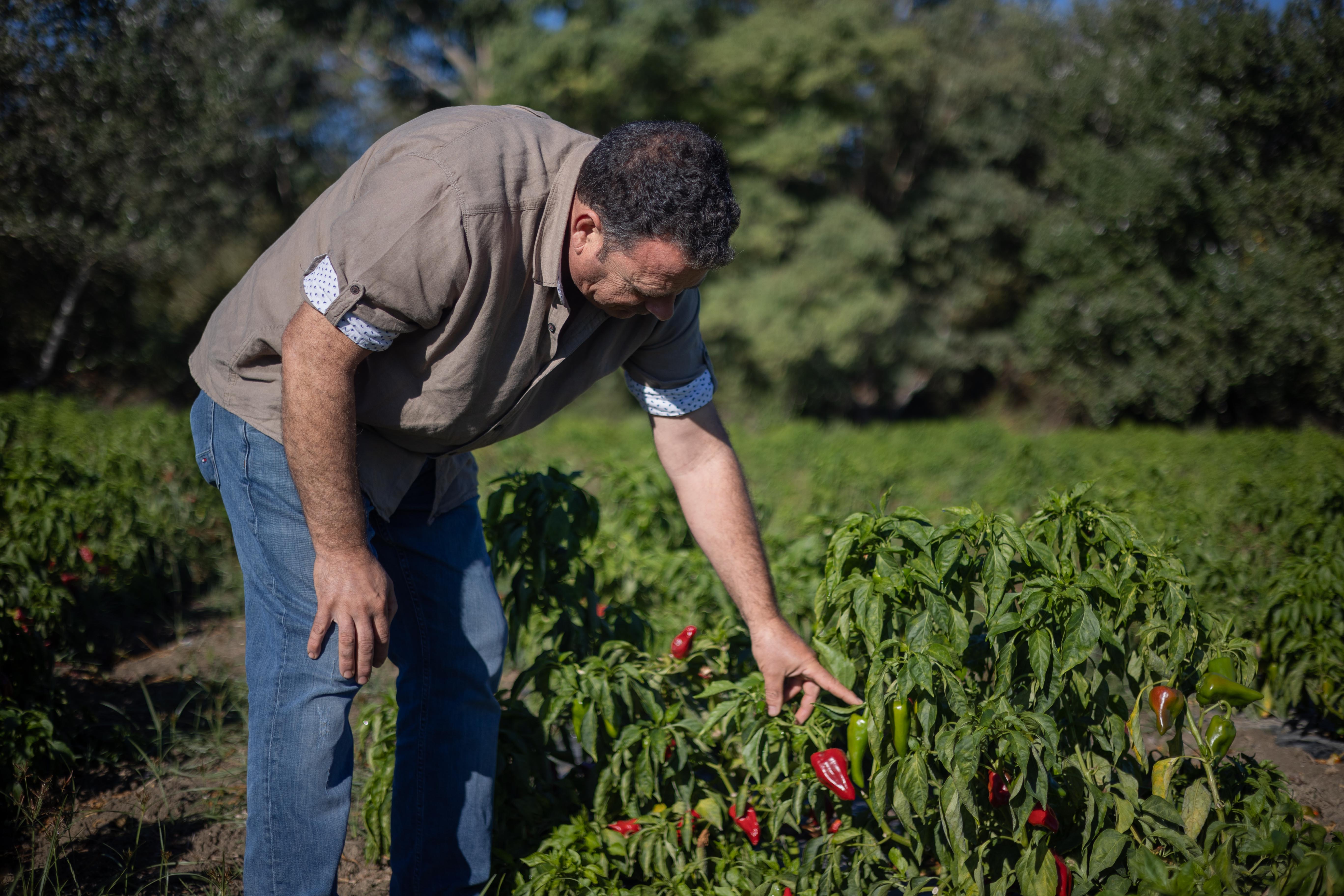 El jerezano recoge un pimiento de piquillo.