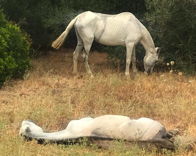 Dos caballos abandonados en una imagen de archivo.