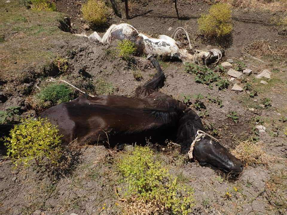 Dos caballos fallecidos en Jimena de la Frontera. FOTO: VERDEMAR ECOLOGISTAS EN ACCIÓN.