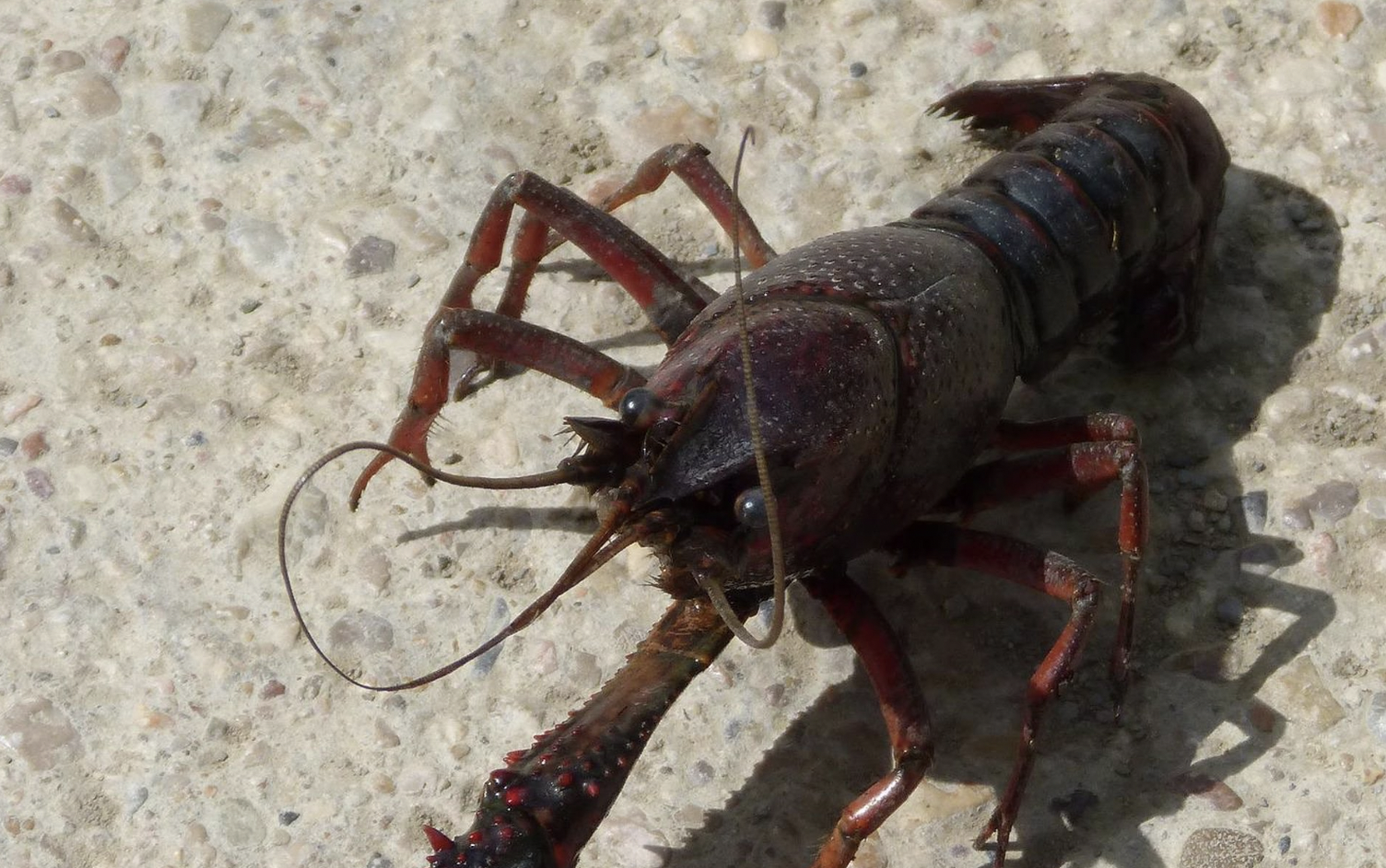 Cangrejo rojo sometido al estudio que afirma que este animal indica el estado de contaminación de las aguas donde habita.