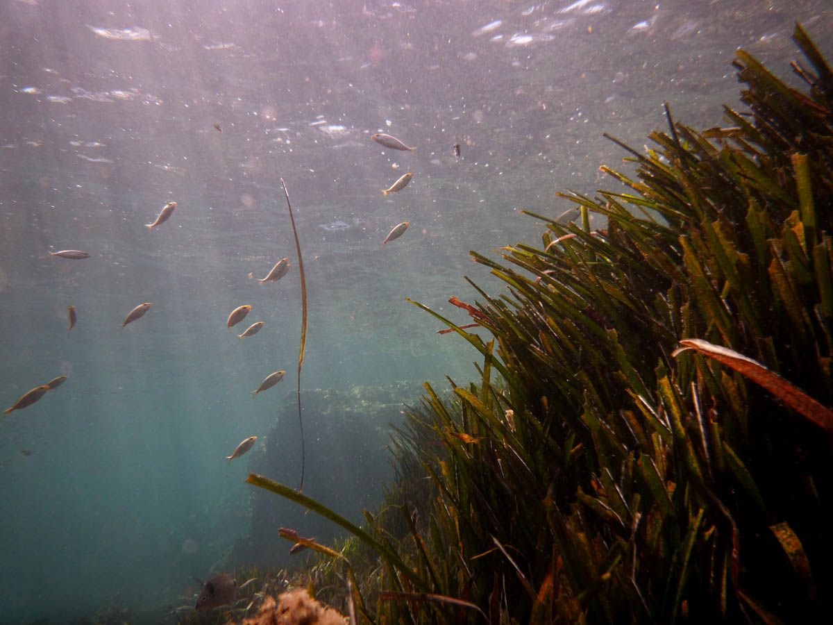 Posidonia en la Reserva Marina Cabo de Palos. FOTO: WIKIMEDIA.