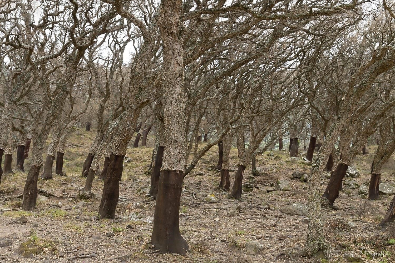 La 'seca' de los alcornoques, en una fotografía de Ecologistas.