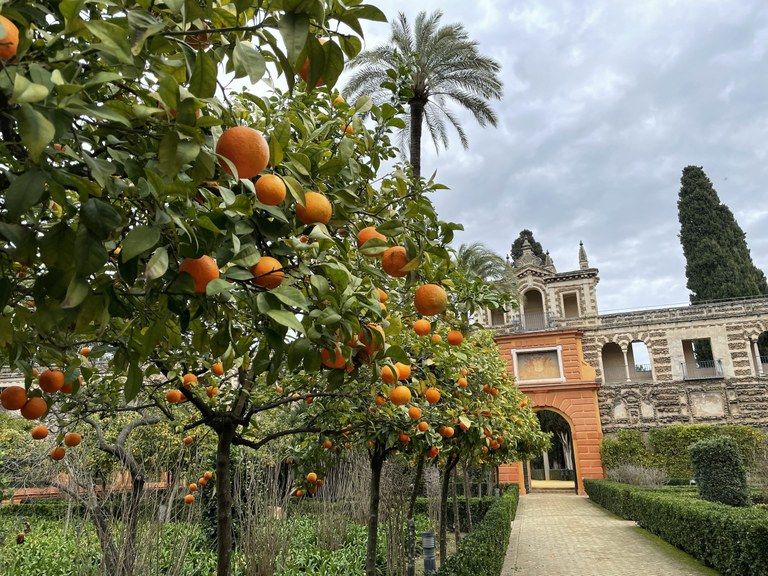 Naranjas amargas en Sevilla.