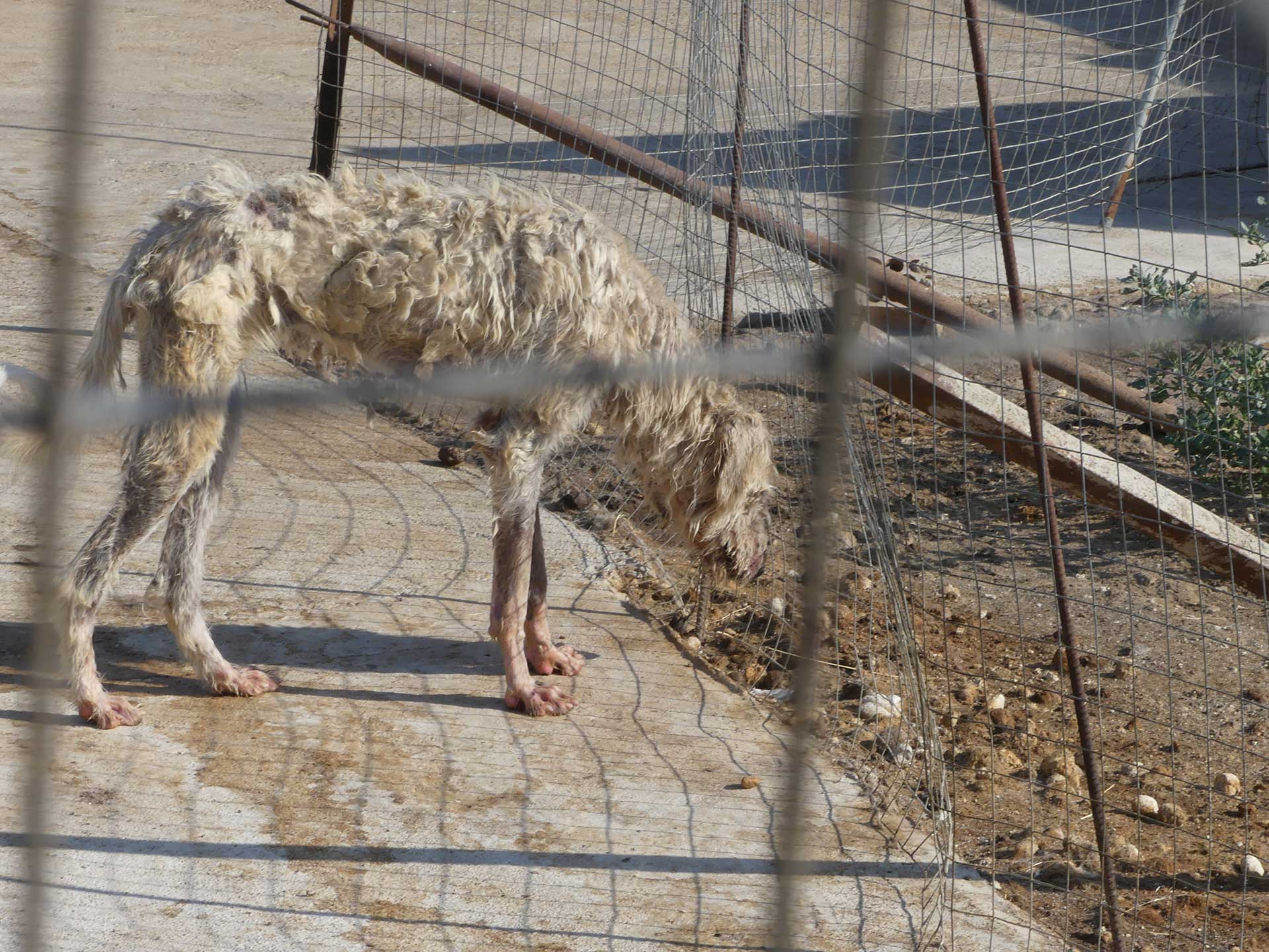 Uno de los perros de caza encontrados por Galgos del Sur.