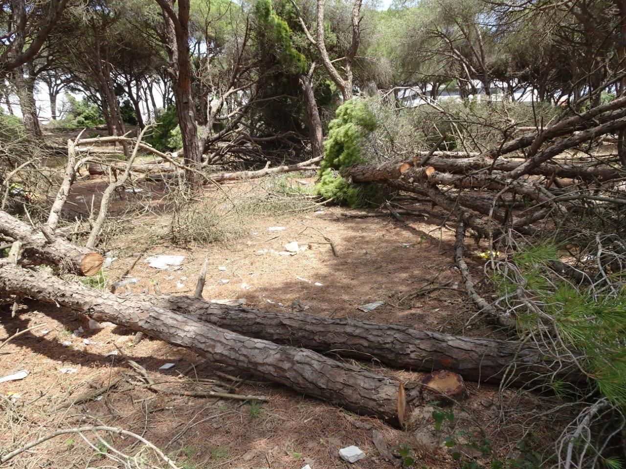 La tala de pinos en Barbate. Foto: Ecologistas en Acción.