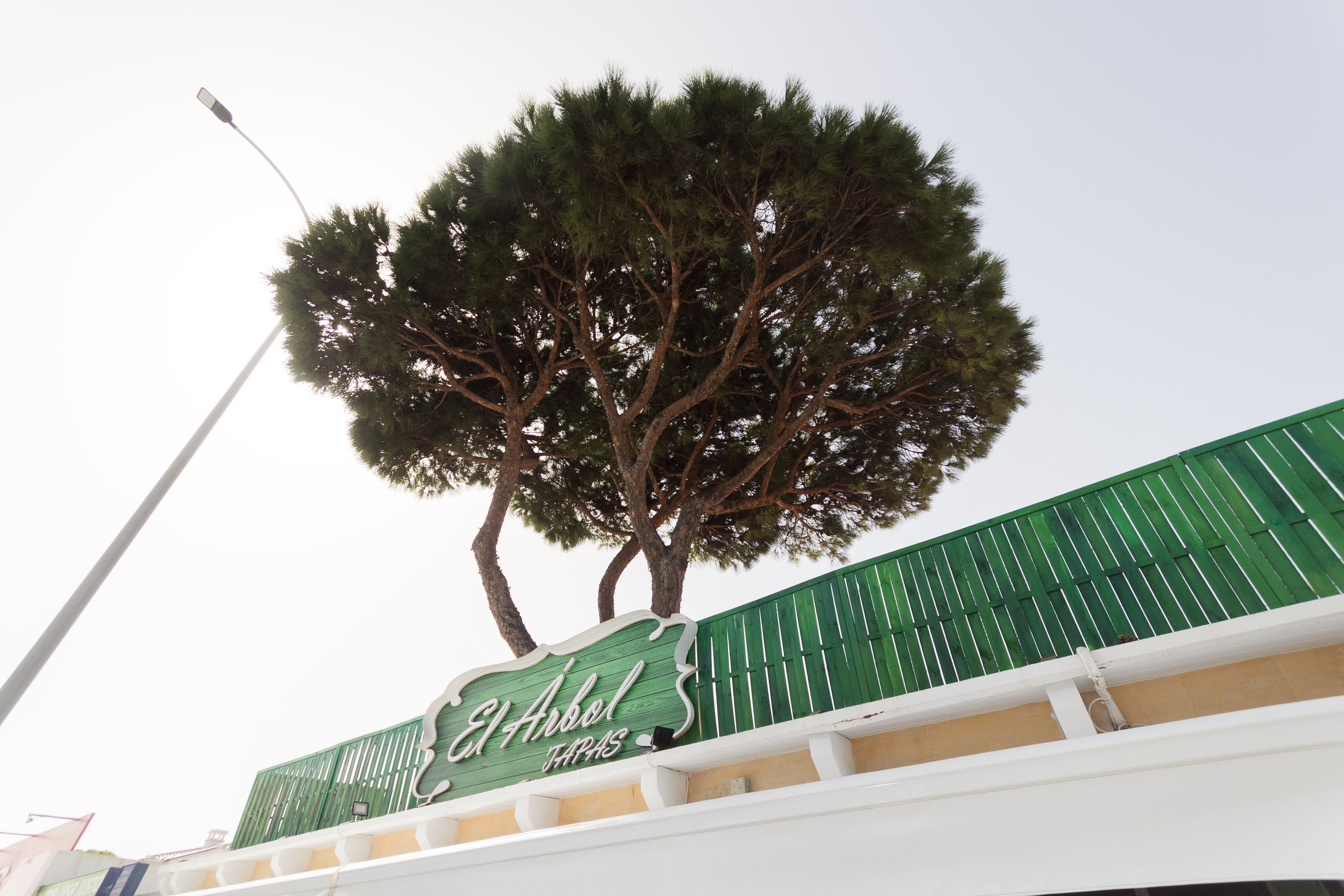 Árbol que se encuentra a la entrada del establecimiento en La Barrosa.