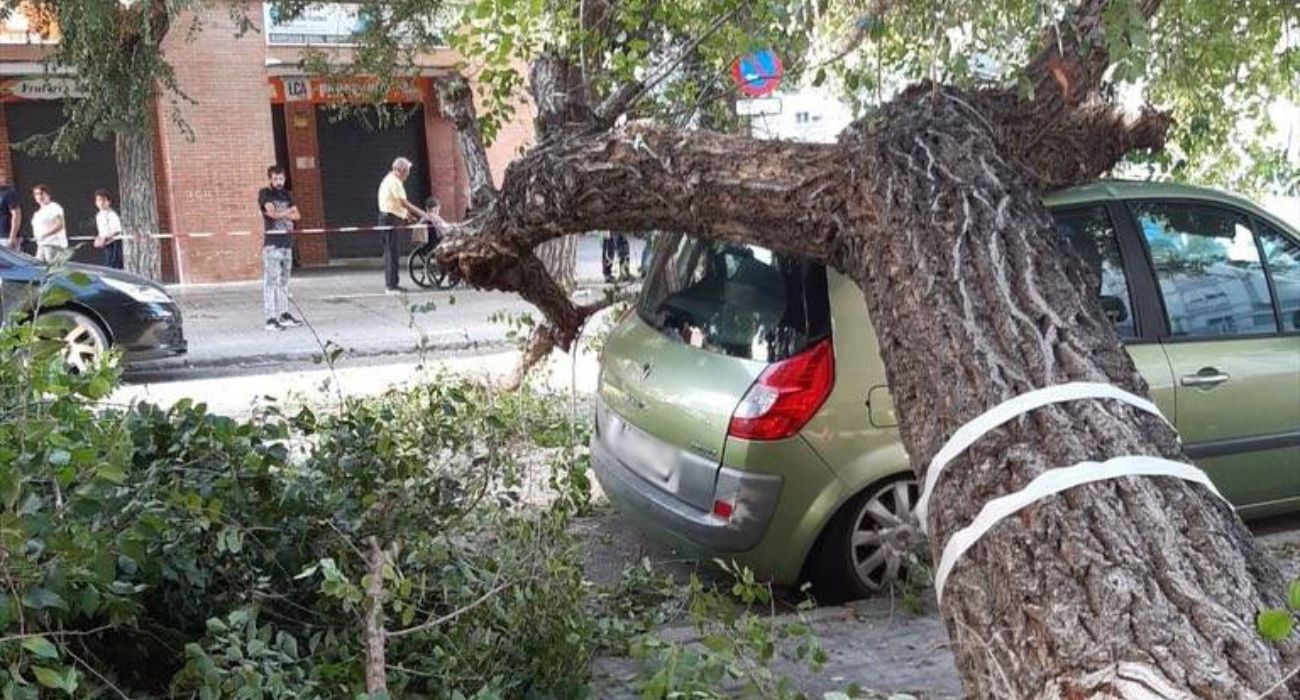 La caída de un árbol ha destrozado el techo de un coche en Cádiz.