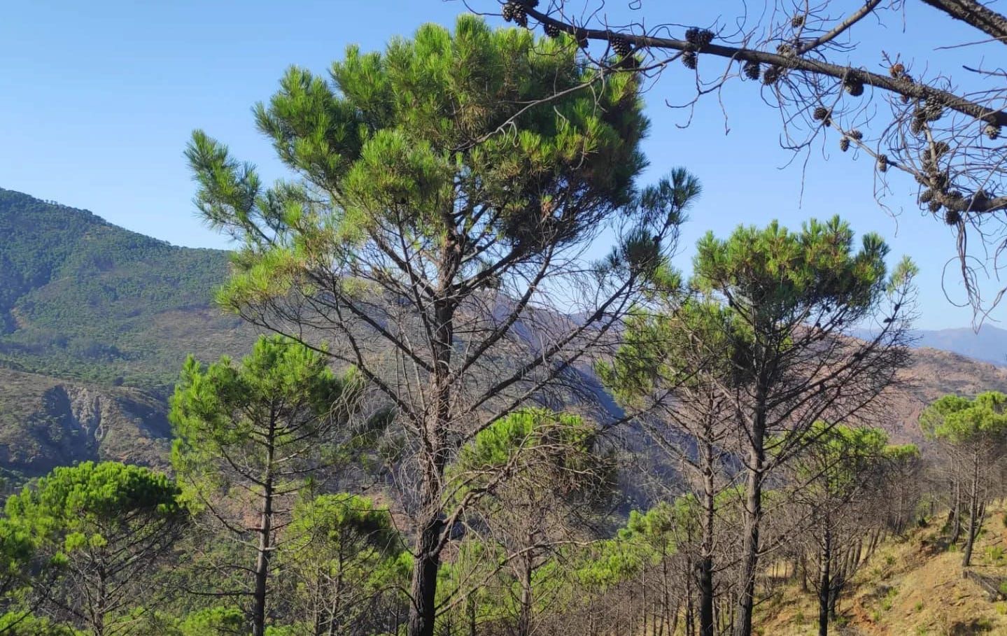 Árboles en una vista reciente de Sierra Bermeja.
