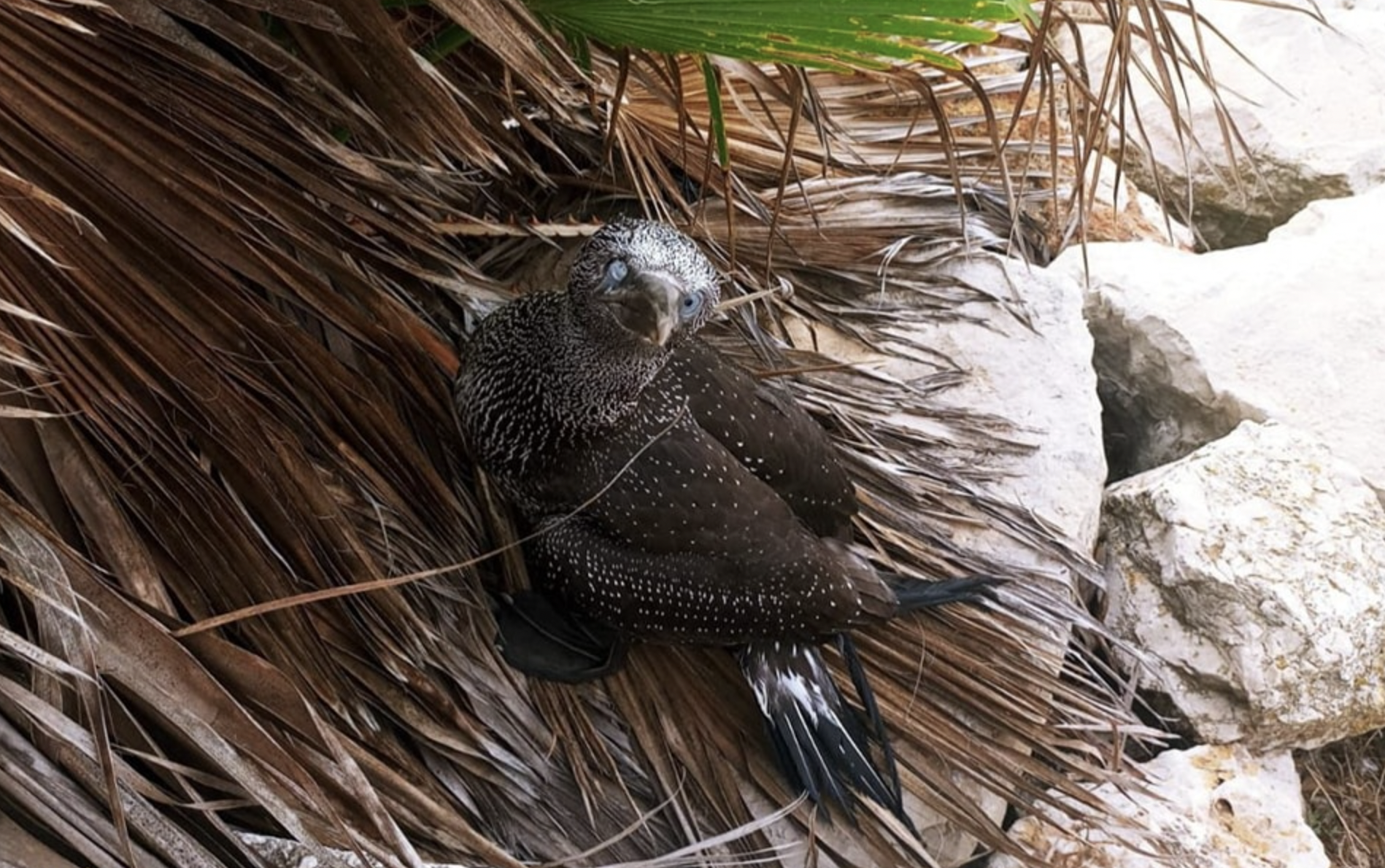 Encuentran un ave rapaz en una palmera del paseo marítimo de Puerto Real.
