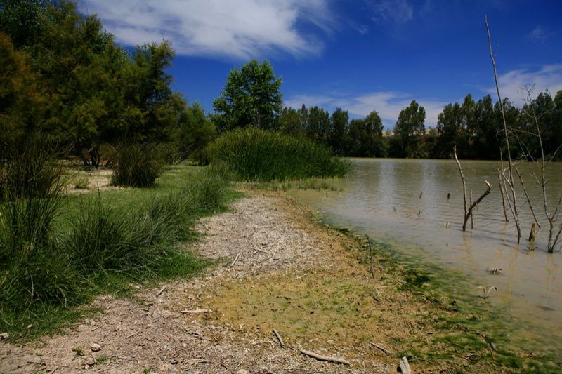 Río Guadalquivir a su paso por la playita de Tocina, donde se encontró el cadáver. 