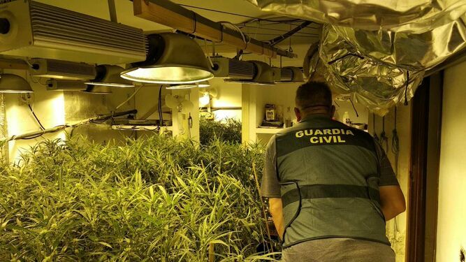 Plantacion de marihuana incautada en una vivienda del Altillo