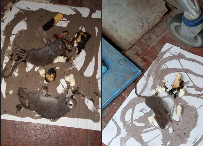 Una imagen de las ratas, en los cartones con pegamento colocados a la entrada de una vivienda en el 'Titanic' de Jerez.