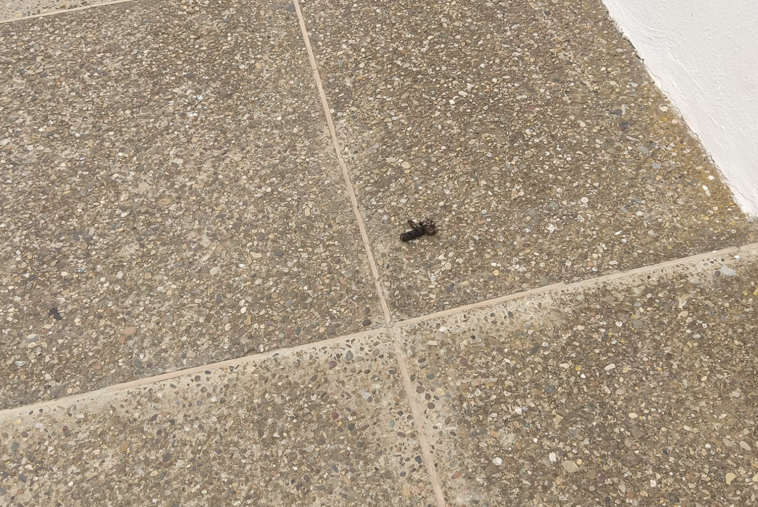 Excrementos en una acera de San Fernando.