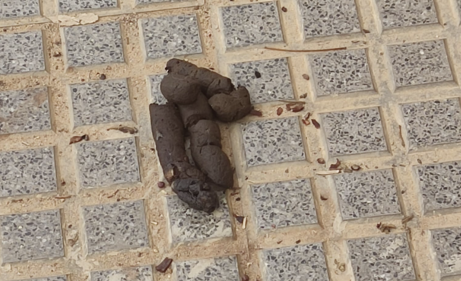 Excrementos en la zona de El castillito en San Fernando.