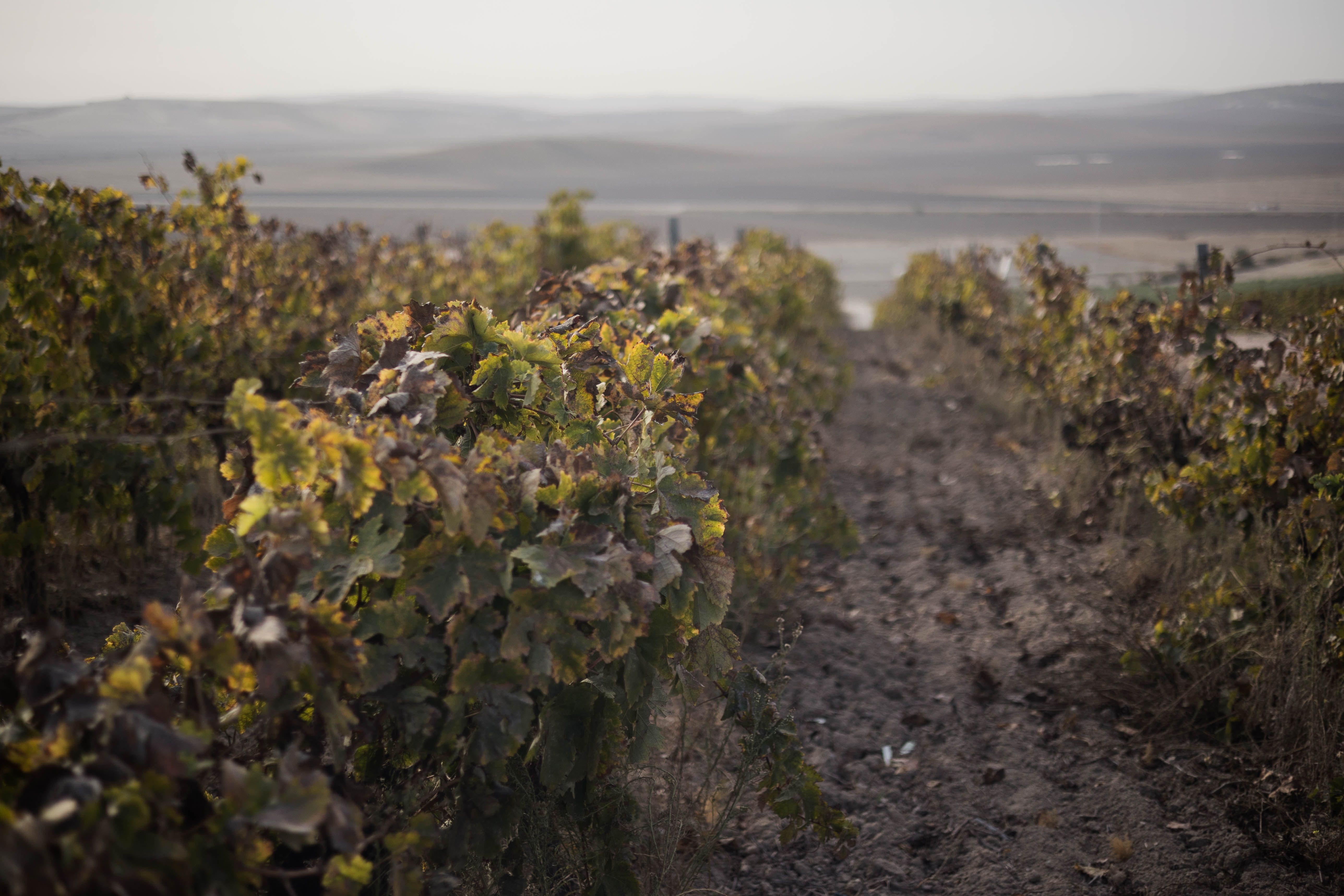 Una viña del Marco de Jerez.