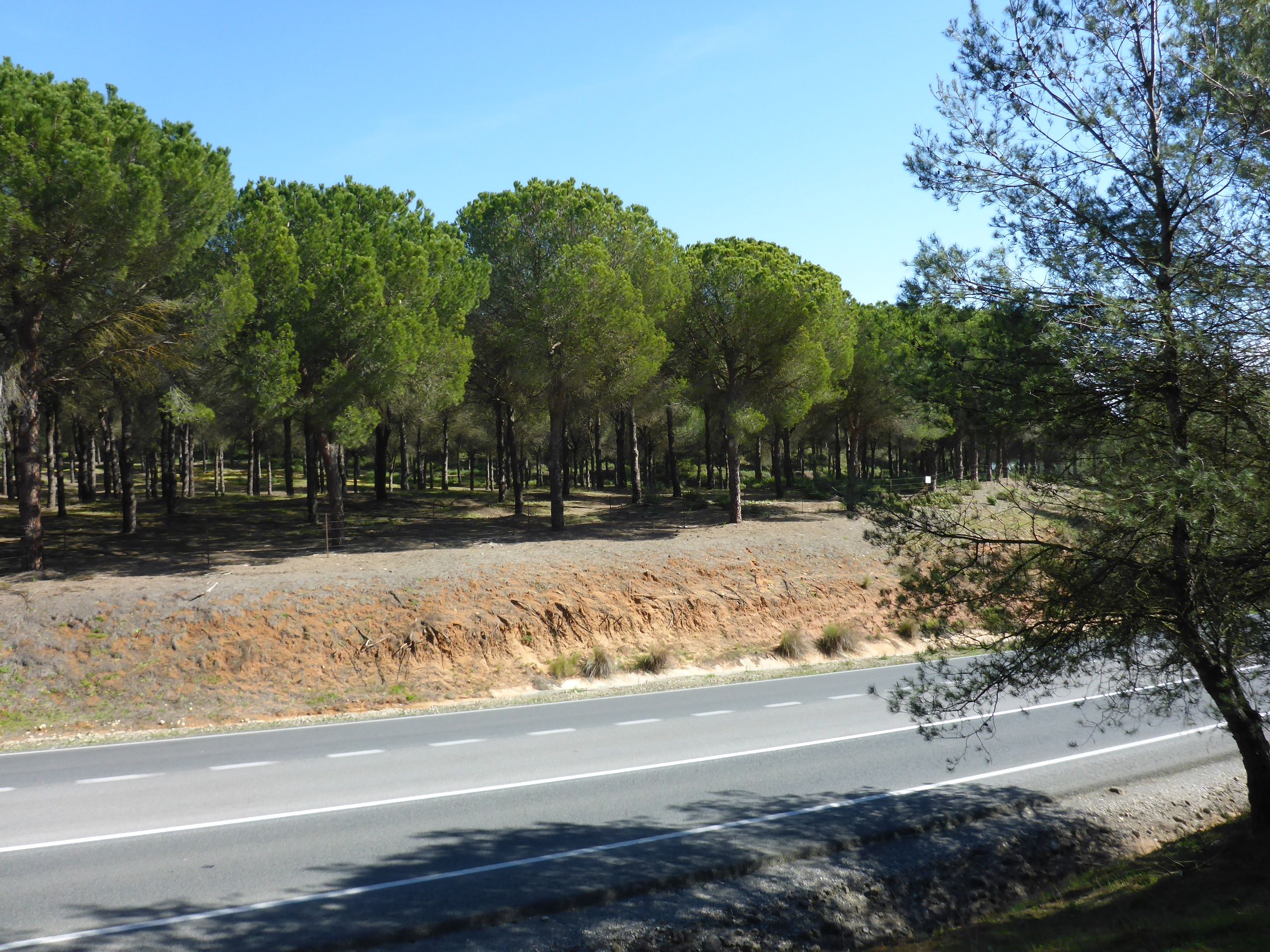 Pinar de Bornos, carretera A-384 FOTO: Wikipedia