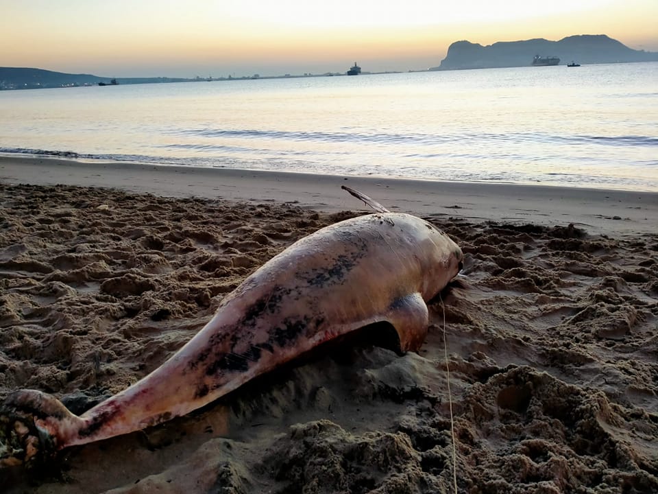 Imagen del cadáver del delfín encontrado en la playa de Algeciras.
