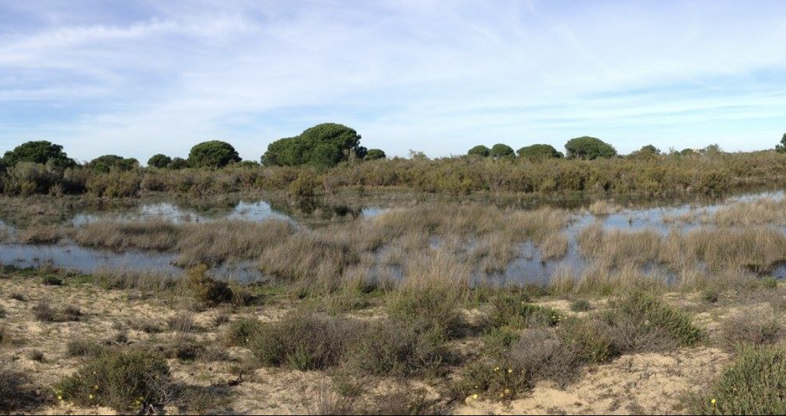 Un paraje natural cercano a Almonte, donde se ha hallado un cadáver. 