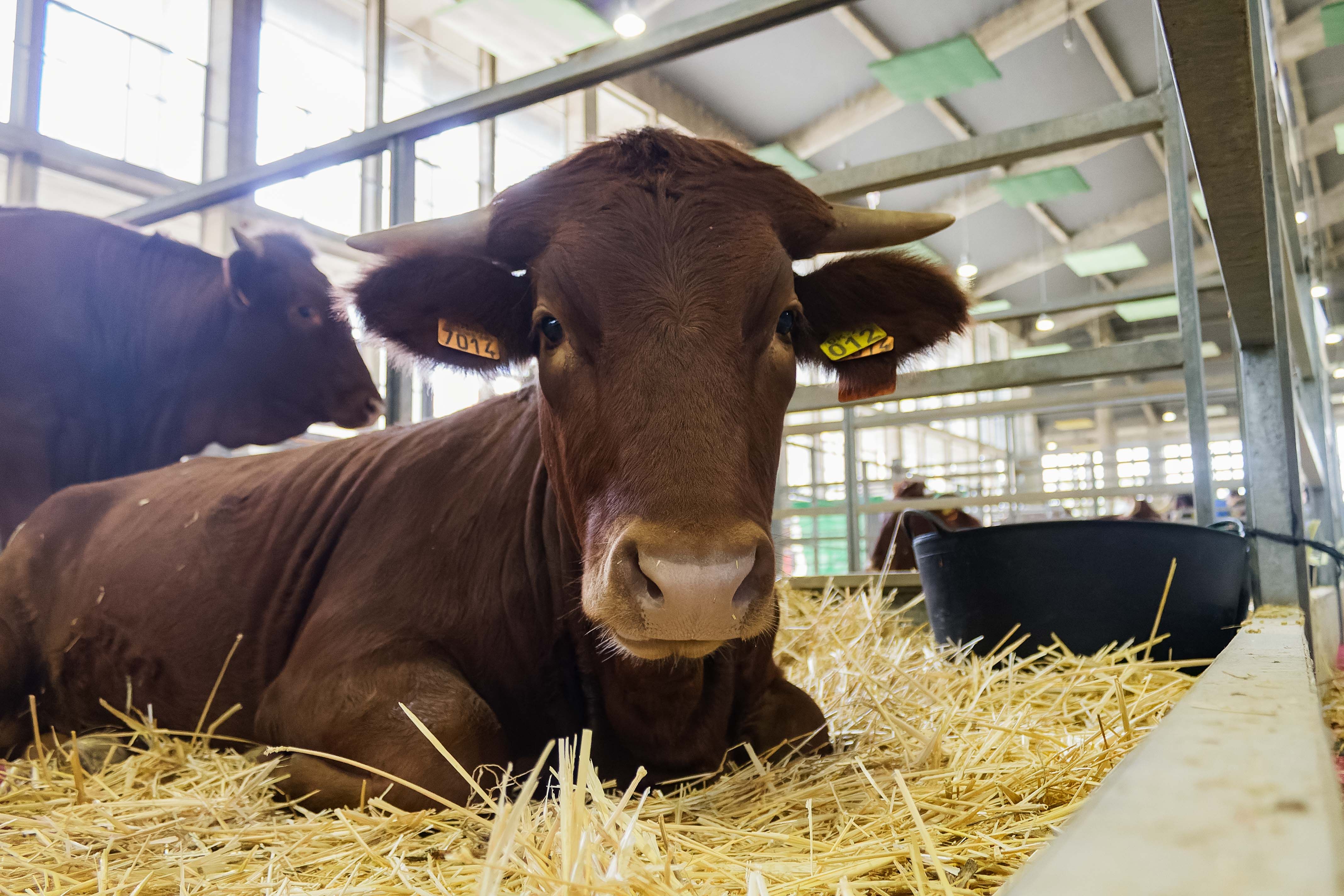 Una de las cabezas de ganado que están en Fegasur.