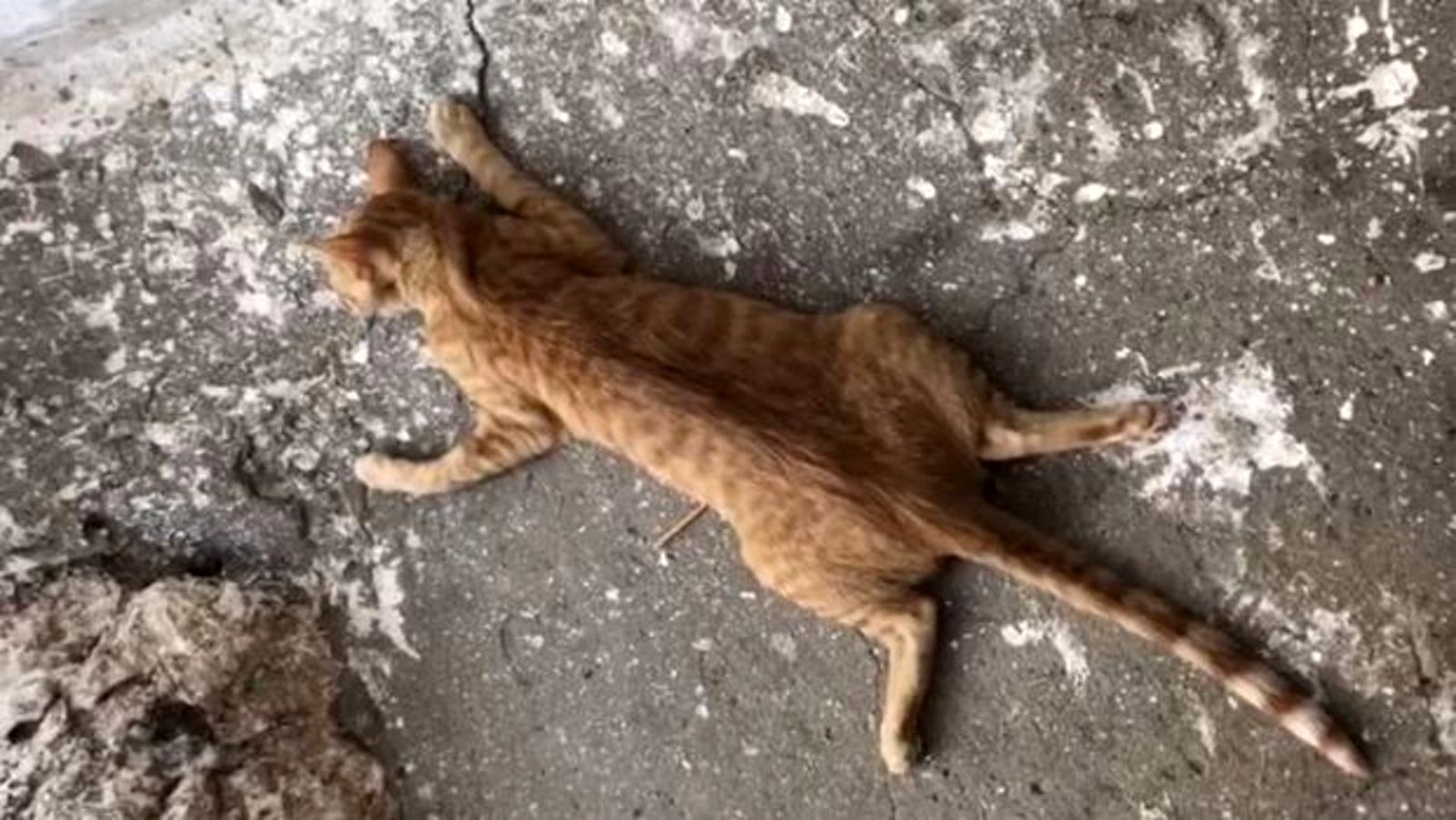 Uno de los gatos muertos en una fotografía.