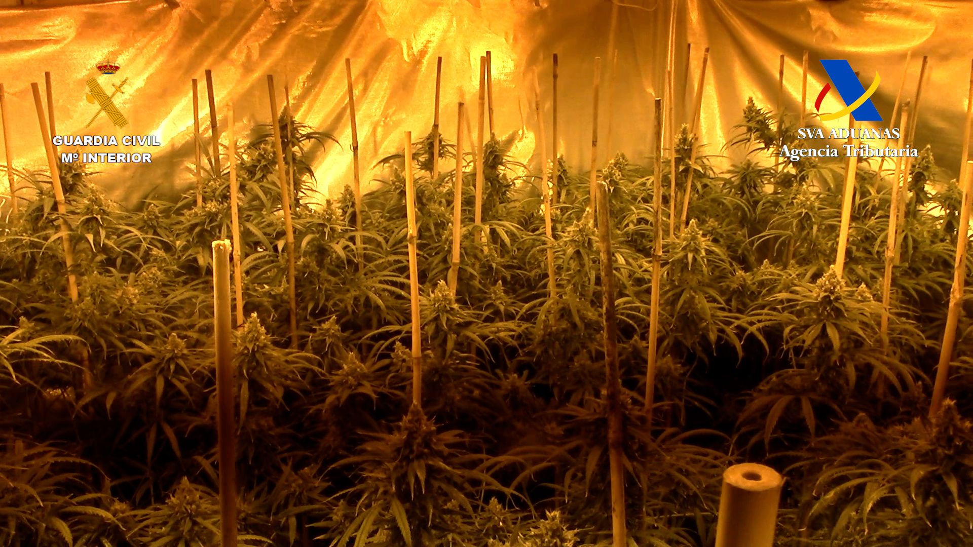 Plantación de marihuana, en una imagen de archivo de la Guardia Civil y la Agencia Tributaria.