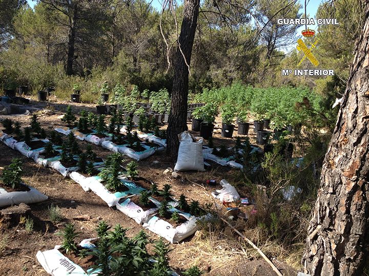 Los narcotraficantes declaran que están cultivando cáñamo para usos industriales. GUARDIA CIVIL